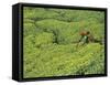 Tea Plantation, Kerala, Southern India-Peter Adams-Framed Stretched Canvas