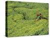 Tea Plantation, Kerala, Southern India-Peter Adams-Stretched Canvas