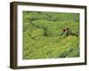 Tea Plantation, Kerala, Southern India-Peter Adams-Framed Photographic Print