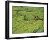 Tea Plantation, Kerala, Southern India-Peter Adams-Framed Photographic Print