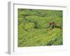 Tea Plantation, Kerala, Southern India-Peter Adams-Framed Photographic Print