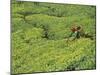 Tea Plantation, Kerala, Southern India-Peter Adams-Mounted Photographic Print