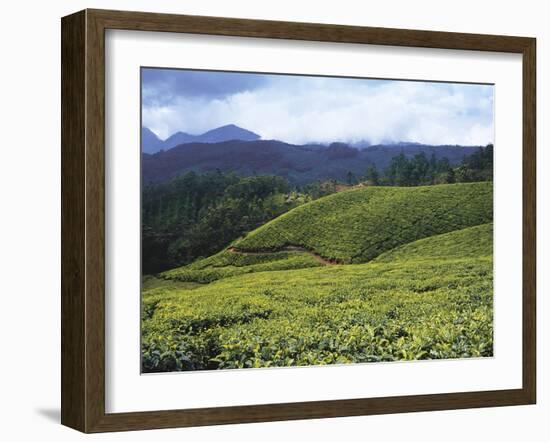 Tea Plantation, Kerala-Adam Brock-Framed Giclee Print