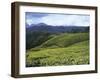 Tea Plantation, Kerala-Adam Brock-Framed Giclee Print