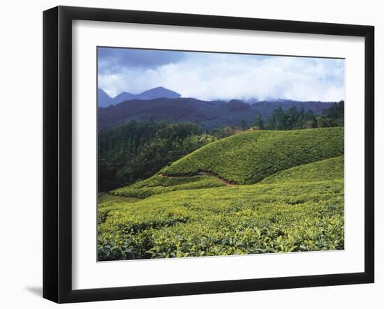 Tea Plantation, Kerala-Adam Brock-Framed Giclee Print