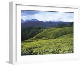 Tea Plantation, Kerala-Adam Brock-Framed Giclee Print