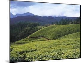 Tea Plantation, Kerala-Adam Brock-Mounted Giclee Print