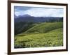 Tea Plantation, Kerala-Adam Brock-Framed Giclee Print