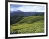 Tea Plantation, Kerala-Adam Brock-Framed Giclee Print