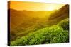 Tea Plantation Landscape at Sunrise-Liang Zhang-Stretched Canvas