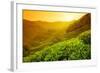 Tea Plantation Landscape at Sunrise-Liang Zhang-Framed Photographic Print