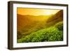 Tea Plantation Landscape at Sunrise-Liang Zhang-Framed Photographic Print