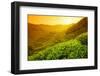 Tea Plantation Landscape at Sunrise-Liang Zhang-Framed Photographic Print