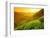 Tea Plantation Landscape at Sunrise-Liang Zhang-Framed Photographic Print