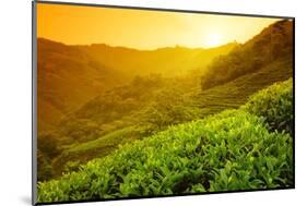 Tea Plantation Landscape at Sunrise-Liang Zhang-Mounted Photographic Print