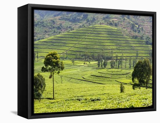 Tea Plantation Near Nyunguwe, Rwanda, Africa-Eric Baccega-Framed Stretched Canvas
