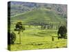 Tea Plantation Near Nyunguwe, Rwanda, Africa-Eric Baccega-Stretched Canvas