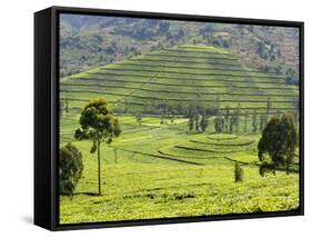 Tea Plantation Near Nyunguwe, Rwanda, Africa-Eric Baccega-Framed Stretched Canvas