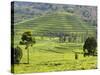 Tea Plantation Near Nyunguwe, Rwanda, Africa-Eric Baccega-Stretched Canvas