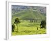 Tea Plantation Near Nyunguwe, Rwanda, Africa-Eric Baccega-Framed Photographic Print