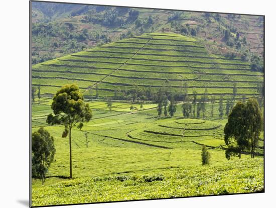 Tea Plantation Near Nyunguwe, Rwanda, Africa-Eric Baccega-Mounted Photographic Print