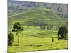 Tea Plantation Near Nyunguwe, Rwanda, Africa-Eric Baccega-Mounted Photographic Print