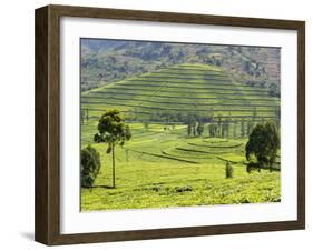 Tea Plantation Near Nyunguwe, Rwanda, Africa-Eric Baccega-Framed Photographic Print