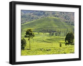 Tea Plantation Near Nyunguwe, Rwanda, Africa-Eric Baccega-Framed Photographic Print