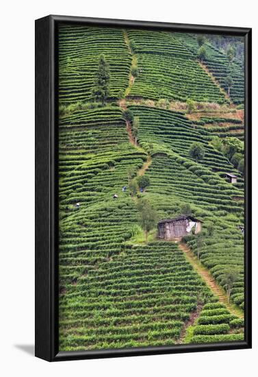 Tea plantation, Sanjiang, Guangxi Province, China-Keren Su-Framed Photographic Print