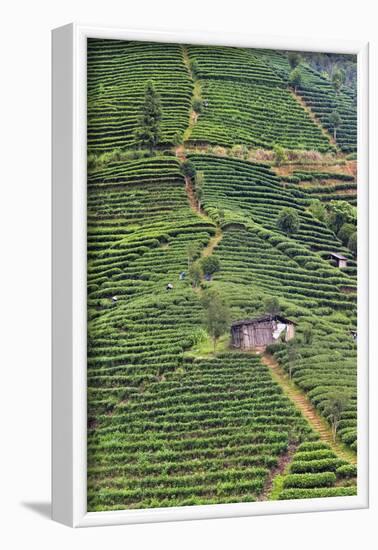Tea plantation, Sanjiang, Guangxi Province, China-Keren Su-Framed Photographic Print