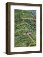 Tea plantation, Sanjiang, Guangxi Province, China-Keren Su-Framed Photographic Print