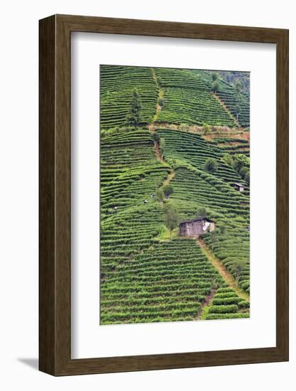 Tea plantation, Sanjiang, Guangxi Province, China-Keren Su-Framed Photographic Print