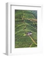 Tea plantation, Sanjiang, Guangxi Province, China-Keren Su-Framed Photographic Print