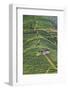 Tea plantation, Sanjiang, Guangxi Province, China-Keren Su-Framed Photographic Print