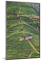 Tea plantation, Sanjiang, Guangxi Province, China-Keren Su-Mounted Photographic Print