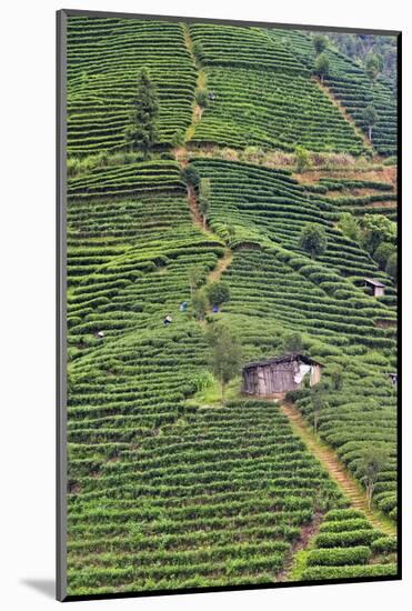 Tea plantation, Sanjiang, Guangxi Province, China-Keren Su-Mounted Photographic Print