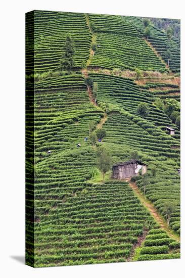 Tea plantation, Sanjiang, Guangxi Province, China-Keren Su-Stretched Canvas