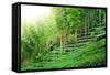 Tea Plantation with Bamboo Forest-Liang Zhang-Framed Stretched Canvas