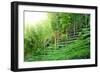 Tea Plantation with Bamboo Forest-Liang Zhang-Framed Photographic Print