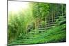 Tea Plantation with Bamboo Forest-Liang Zhang-Mounted Photographic Print