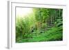 Tea Plantation with Bamboo Forest-Liang Zhang-Framed Photographic Print