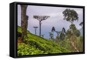 Tea Plantation-Matthew Williams-Ellis-Framed Stretched Canvas