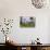 Tea Plantation-Matthew Williams-Ellis-Stretched Canvas displayed on a wall