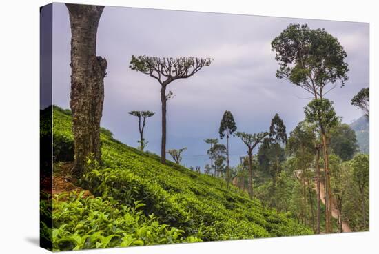 Tea Plantation-Matthew Williams-Ellis-Stretched Canvas