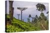 Tea Plantation-Matthew Williams-Ellis-Stretched Canvas