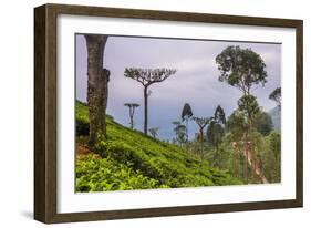Tea Plantation-Matthew Williams-Ellis-Framed Photographic Print