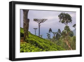 Tea Plantation-Matthew Williams-Ellis-Framed Photographic Print