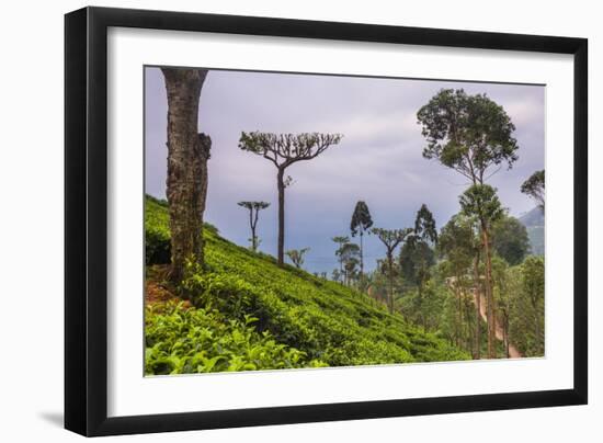 Tea Plantation-Matthew Williams-Ellis-Framed Photographic Print