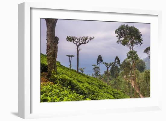 Tea Plantation-Matthew Williams-Ellis-Framed Photographic Print