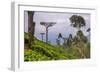 Tea Plantation-Matthew Williams-Ellis-Framed Photographic Print